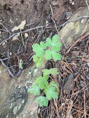 Aquilegia canadensis