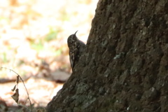 Certhia brachydactyla