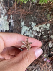 Aquilegia canadensis