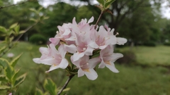 Weigela florida