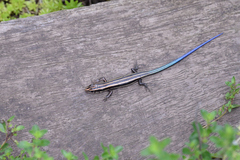 Plestiodon finitimus