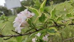Weigela florida