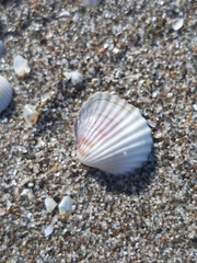 Cerastoderma glaucum