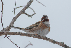 Emberiza leucocephalos