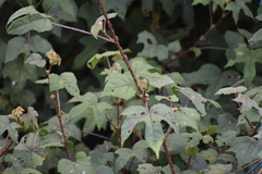 Hibiscus surattensis
