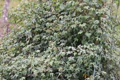 Hibiscus surattensis