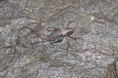 Pholidoptera aptera