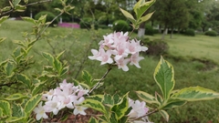 Weigela florida