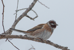 Emberiza leucocephalos