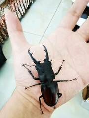 Hexarthrius vitalisi