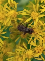 Limnophora