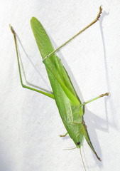 Copiphorini