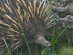 Tachyglossus aculeatus