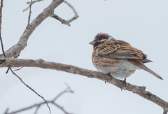Emberiza leucocephalos