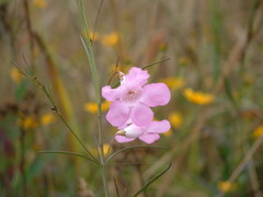 Agalinis linifolia
