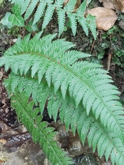 Polystichum aculeatum