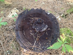 Phaeolus schweinitzii