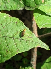 Augochlorella aurata