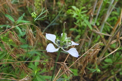 Nigella arvensis