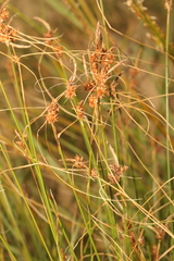 Carex extensa