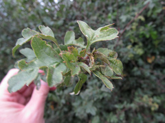 Dasineura crataegi