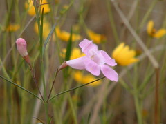 Agalinis linifolia