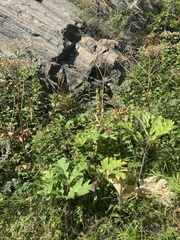 Heracleum dissectum