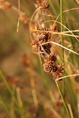 Carex extensa