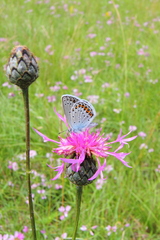 Plebejus