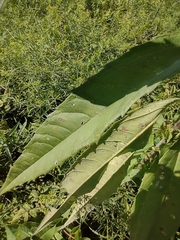 Helianthus grosseserratus