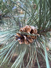 Pinus strobus