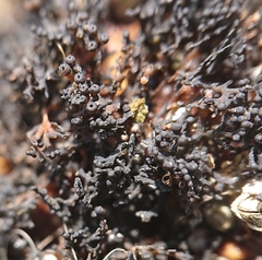 Lichinaceae