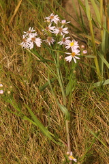 Tripolium pannonicum