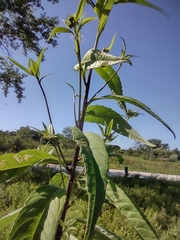 Helianthus grosseserratus