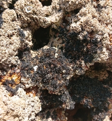 Lichinaceae