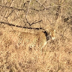 Panthera pardus pardus