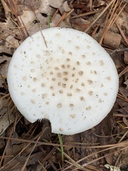 Amanita cokeri