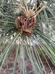 Pinus strobus