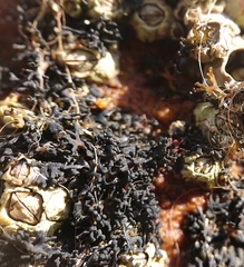 Lichinaceae