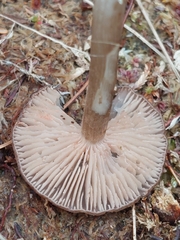 Entoloma elodes