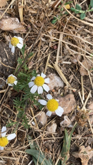 Anthemis cotula