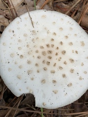 Amanita cokeri