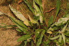 Tripolium pannonicum