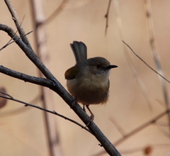 Camaroptera brachyura