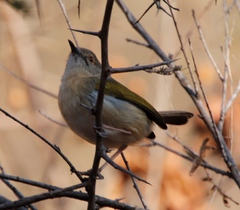 Camaroptera brachyura
