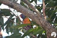 Trichoglossus moluccanus