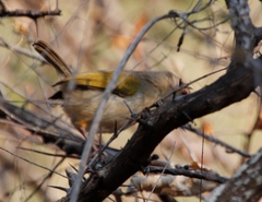 Camaroptera brachyura
