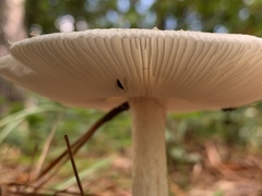 Amanita cokeri