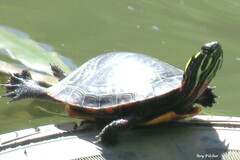 Chrysemys picta picta