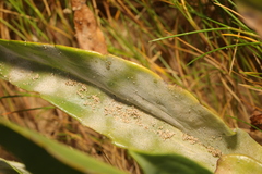 Golovinomyces cichoracearum